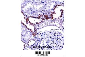 MCOLN1 Antibody immunohistochemistry analysis in formalin fixed and paraffin embedded human kidney tissue followed by peroxidase conjugation of the secondary antibody and DAB staining. (MCOLN1 antibody  (C-Term))
