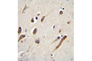 Immunohistochemistry analysis in formalin fixed and paraffin embedded human brain tissue reacted with FBXW11 Antibody (Center) followed by peroxidase conjugation of the secondary antibody and DAB staining. (FBXW11 antibody  (Middle Region))
