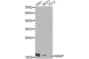 Western blot analysis of extracts of various cell lines, using MANF Antibody.