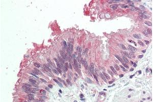 ABIN570760 (5µg/ml) staining of paraffin embedded Human Lung. (MDFI antibody  (Internal Region))