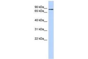 Image no. 1 for anti-Zinc Finger Protein 366 (ZNF366) (C-Term) antibody (ABIN6740640) (ZNF366 antibody  (C-Term))
