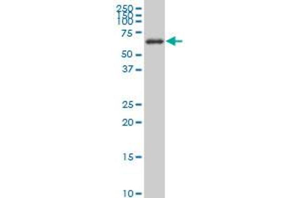 AKT2 antibody  (AA 100-189)