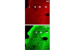Expression of Muscarinic acetylcholine receptor M2 in mouse parieto-temporal cortex sections - Immunohistochemical staining of mouse parieto-temporal cortex frozen sections (non-consecutive) using Anti-GIRK2 (Kir3. (Muscarinic Acetylcholine Receptor M2 antibody  (AA 225-356))