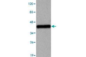 Western blot analysis of TBC1D4 monoclonal antibody  at 1 : 2000 dilution interacts with recombinant TCB1D4 protein with a DsbA tag. (TBC1D4 antibody  (N-Term))
