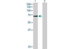 Western Blot analysis of ALOX12 expression in transfected 293T cell line by ALOX12 MaxPab polyclonal antibody.