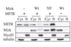 Western Blotting (WB) image for anti-Histone Deacetylase 9 (HDAC9) (AA 2-32) antibody (ABIN3031237)