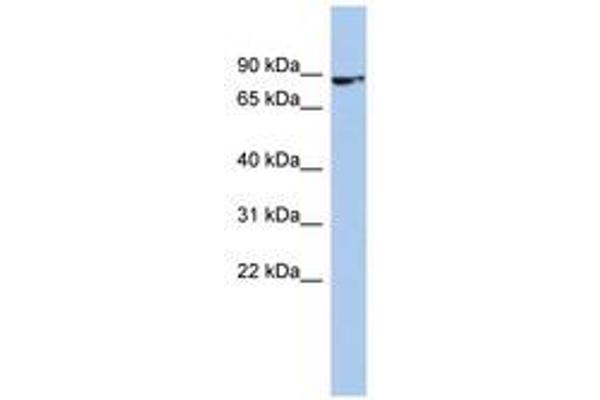 ZNF189 antibody  (C-Term)