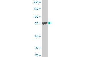 PCSK6 antibody  (AA 860-969)