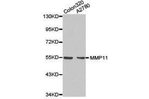 Western Blotting (WB) image for anti-Matrix Metallopeptidase 11 (Stromelysin 3) (MMP11) antibody (ABIN1873715) (MMP11 antibody)