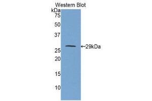 Western Blotting (WB) image for anti-Insulin-Like Growth Factor 2 Receptor (IGF2R) (AA 1146-1363) antibody (ABIN1859299)