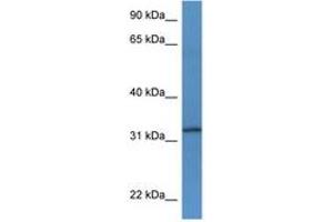 Image no. 1 for anti-Tetraspanin 33 (TSPAN33) (AA 200-249) antibody (ABIN6746420) (TSPAN33 antibody  (AA 200-249))