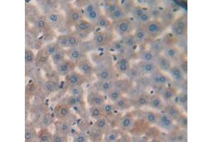 IHC-P analysis of Mouse Tissue, with DAB staining. (SERPING1 antibody  (AA 211-331))