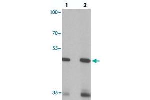 Western blot analysis of SIGLEC15 in rat kidney tissue with SIGLEC15 polyclonal antibody  at (lane 1) 1 and (lane 2) 2 ug/mL.