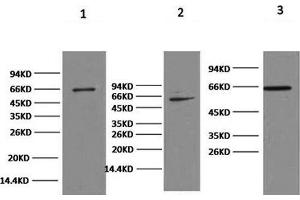 Western Blot analysis of 1) Hela, 2) 293T, 3) HepG2 cells using NFκB-p65 Monoclonal Antibody at dilution of 1:2000. (NF-kB p65 antibody)