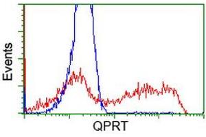 HEK293T cells transfected with either RC202960 overexpress plasmid (Red) or empty vector control plasmid (Blue) were immunostained by anti-QPRT antibody (ABIN2453568), and then analyzed by flow cytometry. (QPRT antibody)