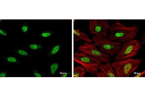 ICC/IF Image OCT1 antibody detects OCT1 protein at nucleus by immunofluorescent analysis. (POU2F1 antibody)