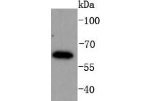 K562 lysates probed with IRF6 (1A1) Monoclonal Antibody  at 1:1000 overnight at 4˚C. (IRF6 antibody)