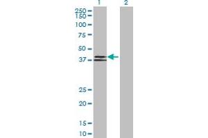 Western Blot analysis of WNT6 expression in transfected 293T cell line by WNT6 MaxPab polyclonal antibody.