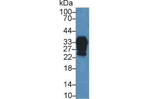 Western blot analysis of Mouse Cerebrum lysate, using Human PRNP Antibody (2 µg/ml) and HRP-conjugated Goat Anti-Rabbit antibody (