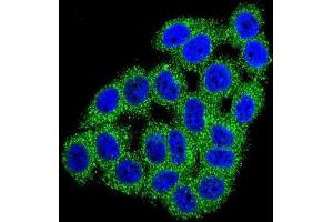 Immunofluorescence (IF) image for anti-Carboxypeptidase B1 (Tissue) (CPB1) antibody (ABIN2996494)