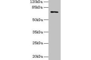Western blot All lanes: SLC6A6 antibody at 0. (TAUT antibody  (AA 1-49))
