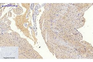 Immunohistochemical analysis of paraffin-embedded mouse heart tissue.