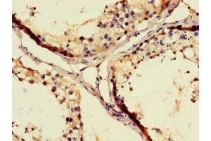 Immunohistochemistry of paraffin-embedded human testis tissue using ABIN7175675 at dilution of 1:100 (WAP Four-Disulfide Core Domain 8 (WFDC8) (AA 44-94) antibody)