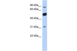 Western Blotting (WB) image for anti-BEN Domain Containing 2 (BEND2) antibody (ABIN2463928) (BEND2 antibody)