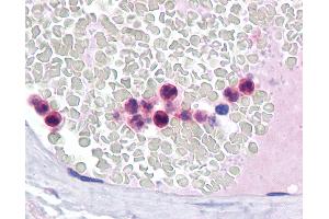 Anti-IRF-4 antibody IHC of human neutrophils. (IRF4 antibody  (AA 342-452))