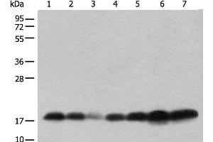 Western Blot analysis of Human testis,Mouse brain,Mouse heart,PC-3 cell,231 cell,Raji and Jurkat cell lysates Mouse lung and Rat spleen using BUD31 Polyclonal Antibody at dilution of 1:800. (BUD31 antibody)