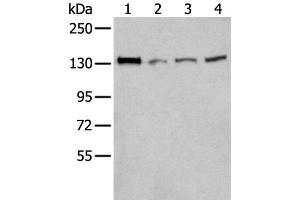 Western blot analysis of 293T Hela and A172 cell lysates using MORC2 Polyclonal Antibody at dilution of 1:300 (MORC2 antibody)