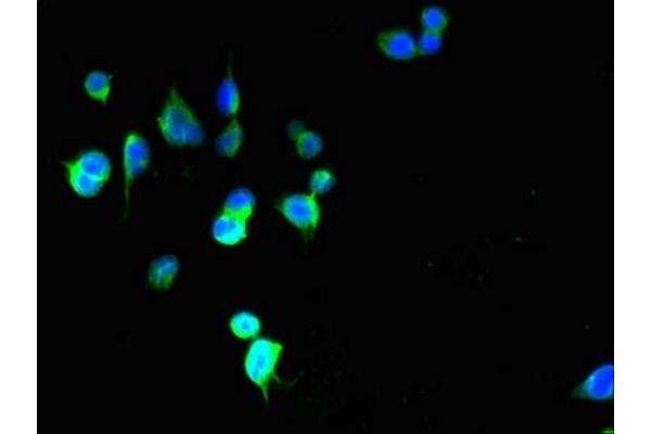 PIGZ antibody  (AA 1-130)