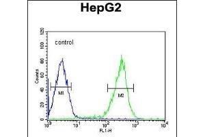 PCBD1 Antibody (Center) (ABIN653056 and ABIN2842659) flow cytometric analysis of HepG2 cells (right histogram) compared to a negative control cell (left histogram). (PCBD1 antibody  (AA 11-37))