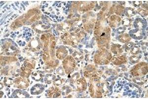 Immunohistochemical staining (Formalin-fixed paraffin-embedded sections) of human kidney with GPAA1 polyclonal antibody  at 4-8 ug/mL working concentration. (GPAA1 antibody  (C-Term))
