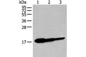 Western blot analysis of Human fetal brain tissue HT-29 cell and Jurkat cell lysates using UBE2V1 Polyclonal Antibody at dilution of 1:250 (UBE2V1 antibody)