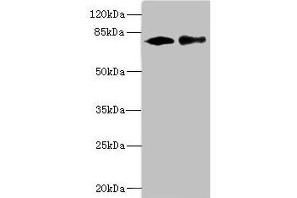 CALCOCO1 antibody  (AA 462-691)