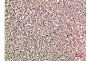 Immunohistochemical analysis of paraffin-embedded human-liver, antibody was diluted at 1:200 (NOG antibody  (AA 21-70))