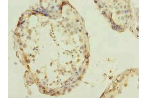 Immunohistochemistry of paraffin-embedded human testis tissue using ABIN7166719 at dilution of 1:100 (RBBP9 antibody  (AA 1-186))
