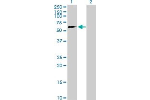 ZNF280B antibody  (AA 1-543)