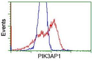 HEK293T cells transfected with either RC214125 overexpress plasmid (Red) or empty vector control plasmid (Blue) were immunostained by anti-PIK3AP1 antibody (ABIN2453457), and then analyzed by flow cytometry. (PIK3AP1 antibody)