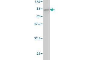 Western Blot detection against Immunogen (71. (ACTR3 antibody  (AA 1-418))