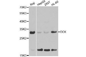 Western blot analysis of extracts of various cell lines, using DCK antibody. (DCK antibody  (AA 1-260))