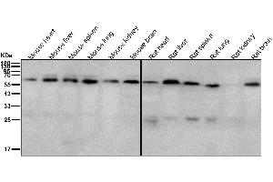 All lanes use the Antibody at 1:2K dilution for 1 hour at room temperature. (Recombinant ABCE1 antibody)
