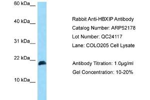 Western Blotting (WB) image for anti-Hepatitis B Virus X-Interacting Protein (HBXIP) (N-Term) antibody (ABIN2784810) (HBXIP antibody  (N-Term))