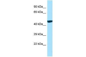 WB Suggested Anti-ANKRD33 Antibody Titration: 1. (ANKRD33 antibody  (C-Term))