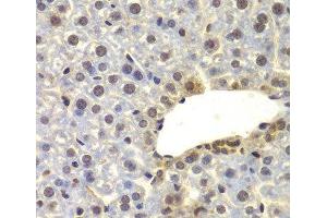 Immunohistochemistry of paraffin-embedded Mouse liver using SUPT20H Polyclonal Antibody at dilution of 1:100 (40x lens). (FAM48A/P38IP antibody)