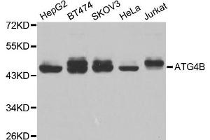 Western blot analysis of extracts of various cell lines, using ATG4B antibody. (ATG4B antibody)