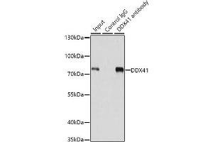 Immunoprecipitation analysis of 200 μg extracts of 293T cells using 1 μg DDX41 antibody (ABIN6130254, ABIN6139498, ABIN6139499 and ABIN6222254). (DDX41 antibody  (AA 1-300))