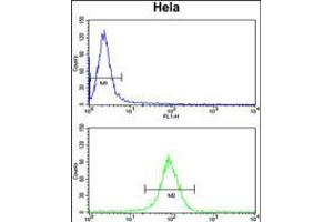 Flow cytometry analysis of Hela cells (bottom histogram) compared to a negative control cell (top histogram). (NAA50 antibody  (C-Term))