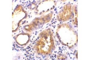 Immunohistochemical staining of human kidney tissue using AP30006PU-N ACE2 antibody at 2 μg/ml. (ACE2 antibody  (Intermediate Domain 1))